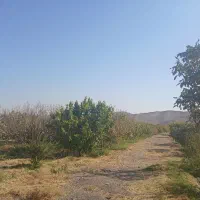 باغ انار 15هزار متر دارای موتوراب|فروش دفتر صنعتی، کشاورزی، تجاری|قاهان, |دیوار