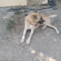 سگ گله