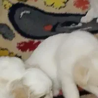 ۴ تا توله نر و ماده پشمالو|سگ|بندر امام خمینی, |دیوار