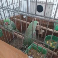 شاه طوطی