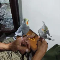 عروس هلندی به همراه قفس