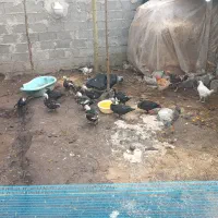 فروش اردک اسرائیلی مرغ وقوغاز با هم