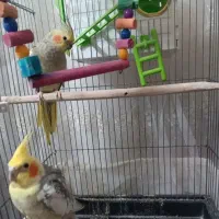 طوطی عروس هلندی رام و مولد|پرنده|ایلام, |دیوار