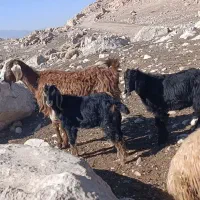 3بزو4بزغاله بزرگ