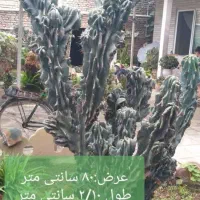 کاکتوس صخره ای سبزسبز|گل و گیاه طبیعی|قائم‌شهر, |دیوار
