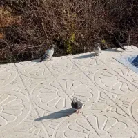 چند عدد کبوتر فروشی