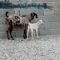 بز پاکستانی کل