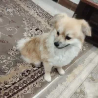 سگ پامرانین اصیل|سگ|تربتحیدریه, باغ سلطانی|دیوار