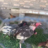 خروس لاری
