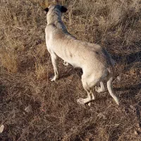 سگ ماده|سگ|اردبیل, |دیوار