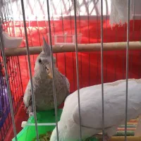 عروس هلندی|پرنده|شیراز, سعدیه جنوبی|دیوار