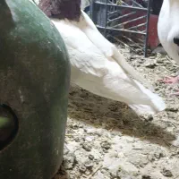 طوقی|پرنده|نرماشیر, |دیوار