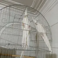 جفت عروس هلندی البینو چشم شرابی همراه ۴تاجوجه