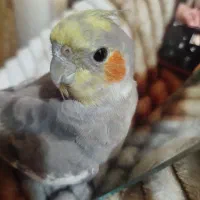 عروس هلندی گمشده