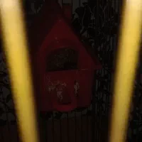 فنچ نرگسی شکلاتی با تخم و فنچ معمولی|پرنده|وحیدیه, |دیوار