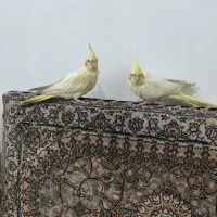 دوتاعروس هلندی جوان نر ومادە بدون هیچ مشکلی|پرنده|مریوان, |دیوار