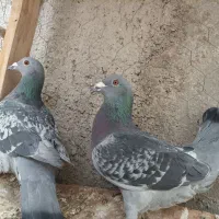 کفتر کبوتر پلاکی