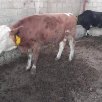 جوانه برای داشتی