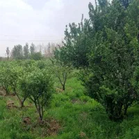 فروش-باغ-شخصی-در-کیلومتر-14-جاده-قدیم-تهران