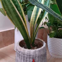 گلدون و قلمه گل ورق بزنید|گل و گیاه طبیعی|سبزوار, توحیدشهر|دیوار