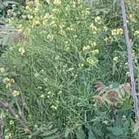 نیروی کار خانم بابت انجام کارهای خونه