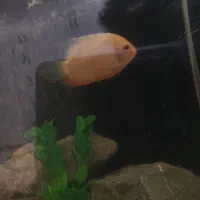 سورم ـ سیچلاید ـ ماکرو ـ گرین ترور