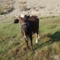 فروشی گاو ماده چهار ماه آپوس هست