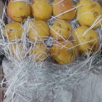 گلابی شیرین ابداررسیده درجه۱ دوکیسه سیب زمینی پلوم