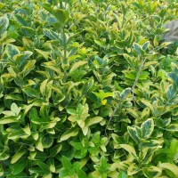 شمشاد طلایی