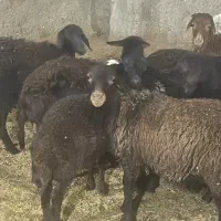 گوسفند زنده غزل