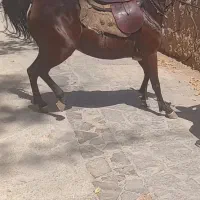 مادیان فروشی