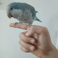 راهب آبی ماده کاملا فول اهلی