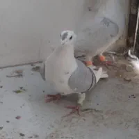 فروشی کبوتر پشتی آلمانی