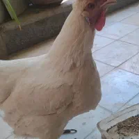 مرغ تخم گذار