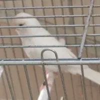 سه عدد قناری نر مست|پرنده|برخوار, |دیوار