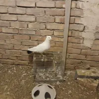 کبوتر|پرنده|ایلخچی, |دیوار