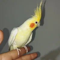 فروش عروس هلندی سخنگو دستی و مرغ عشق