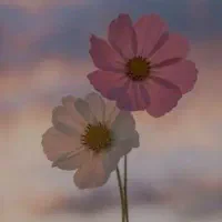 استخدام حسابدار