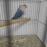 طوطی برزیلی|پرنده|اسلام‌شهر, مطهری|دیوار