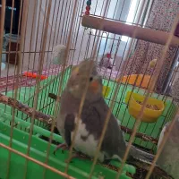 عروس هلندی گم شده