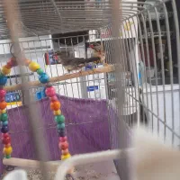 دو عدد فنچ توت فرنگی مولد|پرنده|کرج, برغان|دیوار