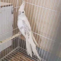 عروس هلندی و گرینچیک|پرنده|چابهار, |دیوار