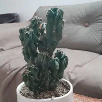 کاکتوس سخره ای و کاکتوس خیاری