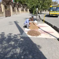 گردو پوست کاغذی