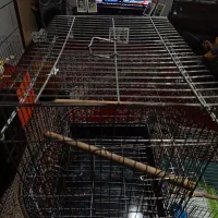 قفس کاسکویی مینا عروس هلندی طوطی برزیلی|لوازم جانبی حیوانات|شیراز, سیاه سنگ|دیوار