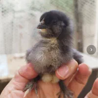 تخممرغ نطفهدار مرندی و پلیموت راک|حیوانات مزرعه|تهران, افسریه شمالی|دیوار