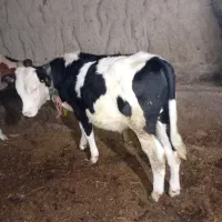 کاوه سمینتال قوساله نر