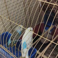 مرغ عشق جفت|پرنده|شاهین‌شهر, بانک استان|دیوار