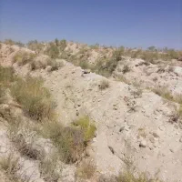 زمین باغ انگور آماده کاشت|فروش دفتر صنعتی، کشاورزی، تجاری|دلبران, |دیوار