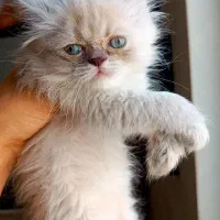 گربه های ناز|گربه|گرگان, |دیوار